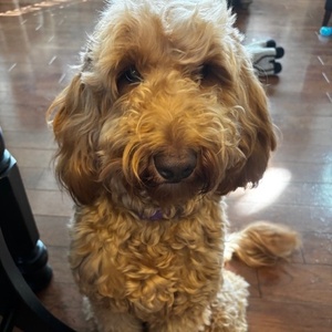 Fundraising Page: Dawn Wright